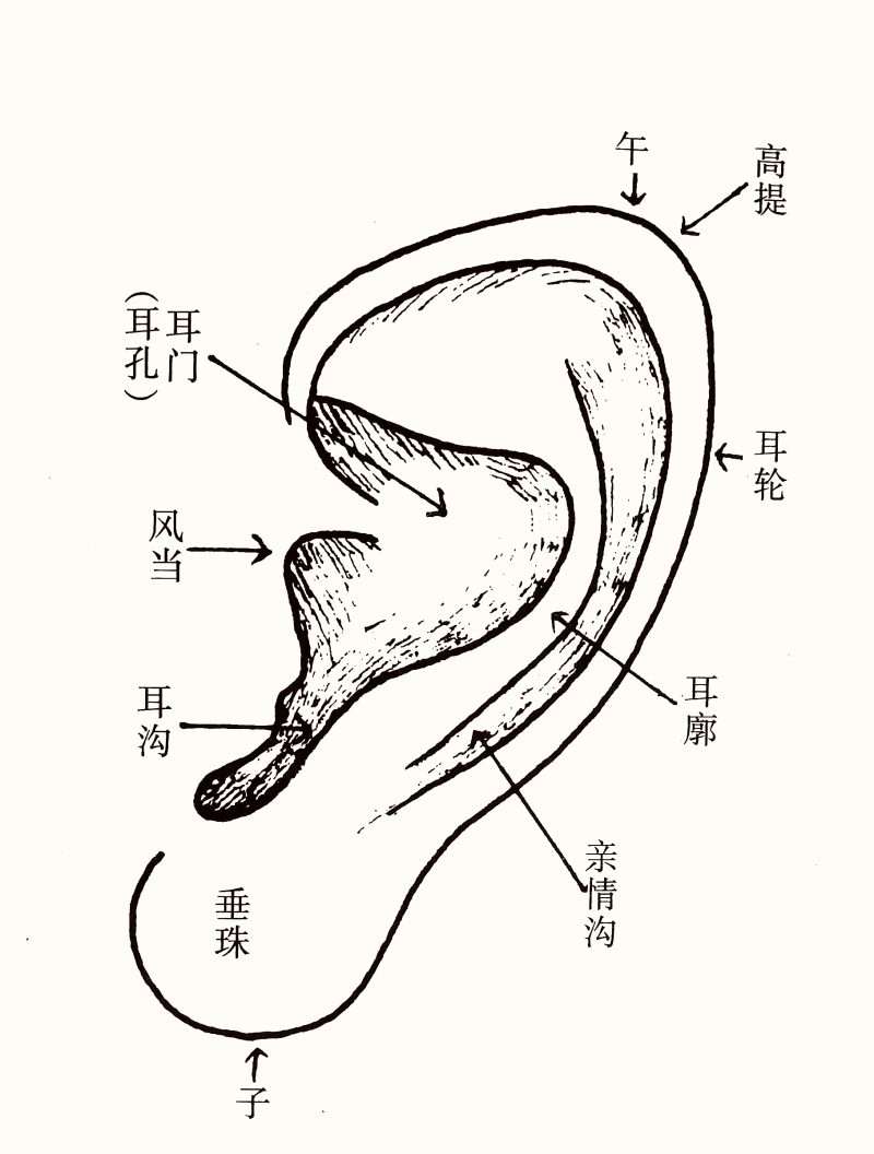 女人耳朵看相算命图解，一文分析女生30种耳型相术图解大全-1