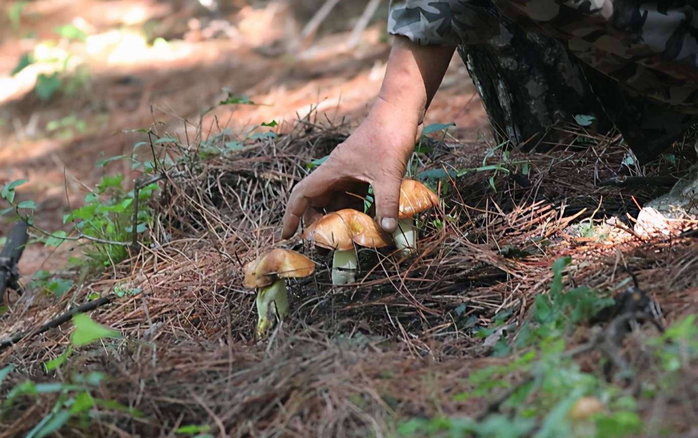 危险，又是毒蘑菇！河南一家三口住进ICU，4岁小女孩严重肝衰竭