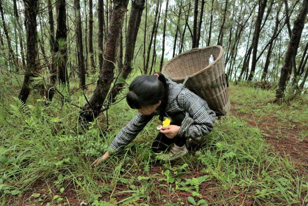 危险，又是毒蘑菇！河南一家三口住进ICU，4岁小女孩严重肝衰竭