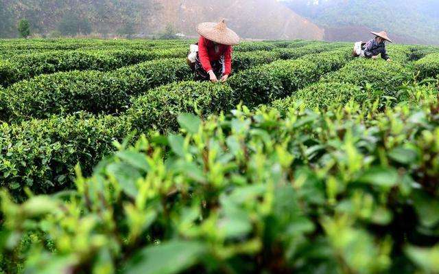 我国最古老的茶区是哪里（世界茶树的发源地介绍）