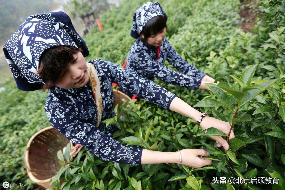 初学者泡茶的的基础步骤（正确的泡茶步骤图解）