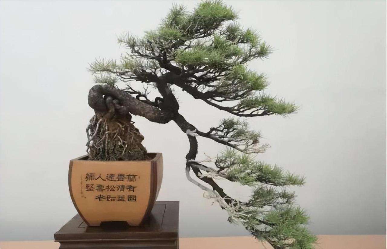 景观松树什么品种最好看（盆景新手应知的10种松树盆景）