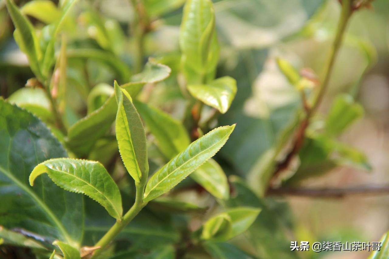 新茶友选择茶时应注意什么（什么样的茶叶才适合自己）