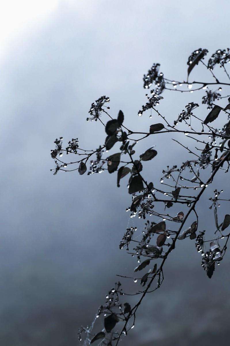 风的诗句飞花令（笔落惊风雨，诗成泣鬼神）