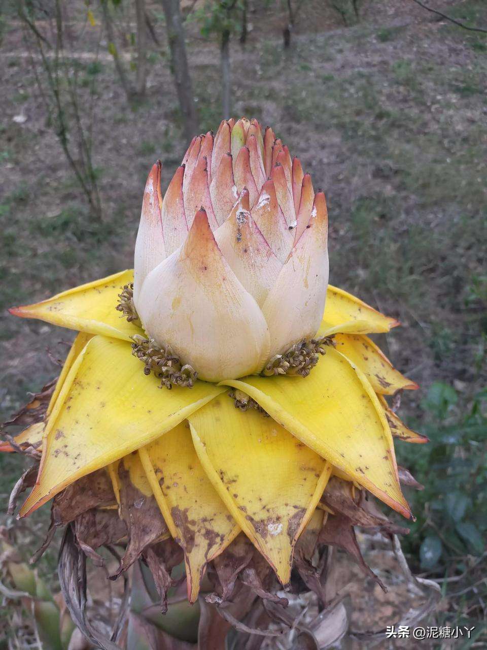 清明节有什么花开放（碰到这四种花别手软，季节一过就要等明年了）