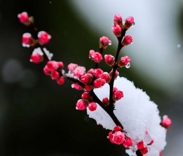 关于春雪的古诗词你知道多少？（诗词鉴赏）