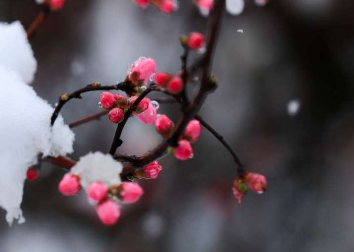 关于春雪的古诗词你知道多少？（诗词鉴赏）