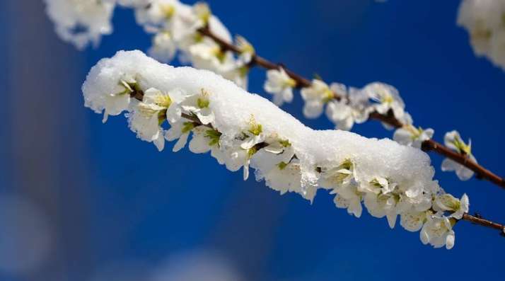 关于春雪的古诗词你知道多少？（诗词鉴赏）