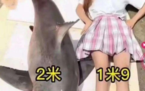 女网红用濒危动物做美食？警方回应：确实是大白鲨